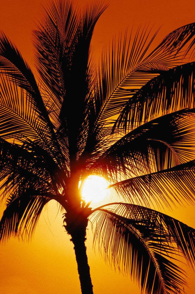 Detail of Palm Tree and Sunset by Corbis