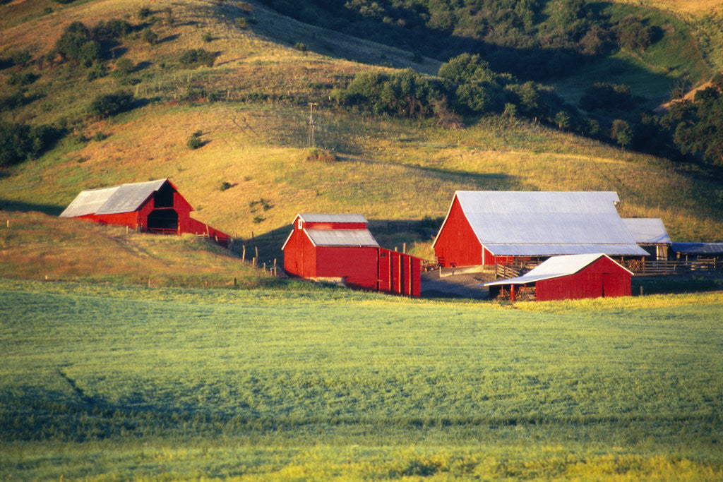 Detail of Fields Surrounding Red Barns by Anonymous