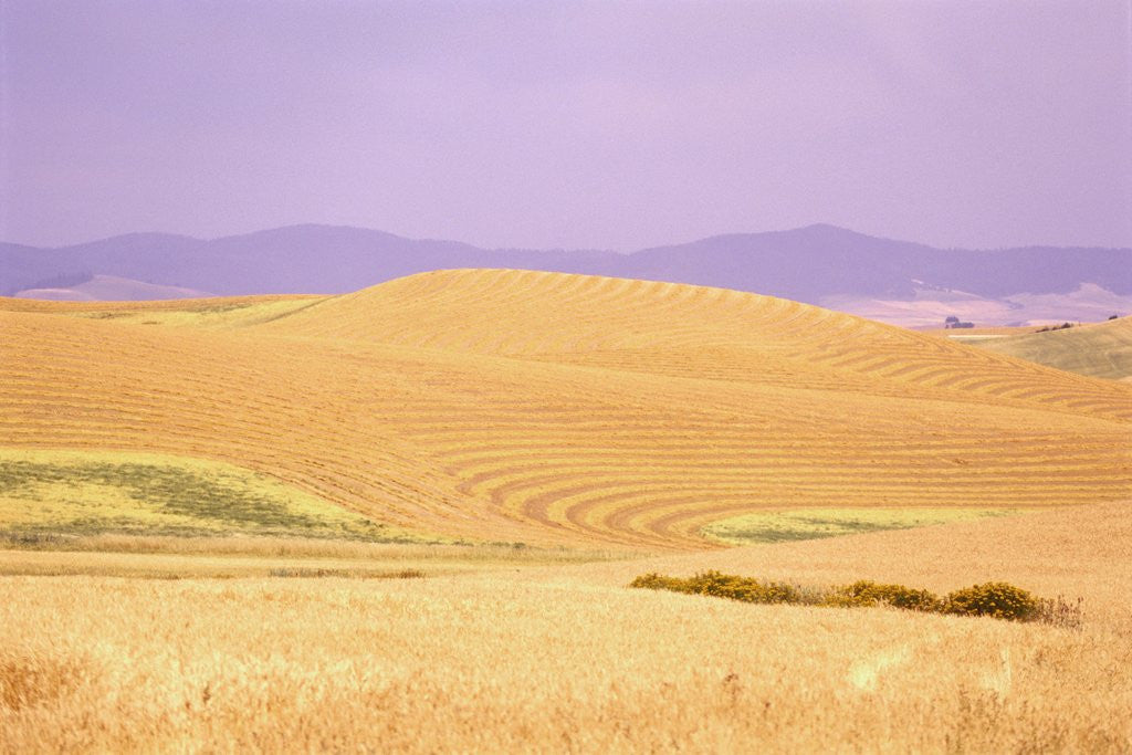 Detail of Rolling Wheat Fields by Anonymous