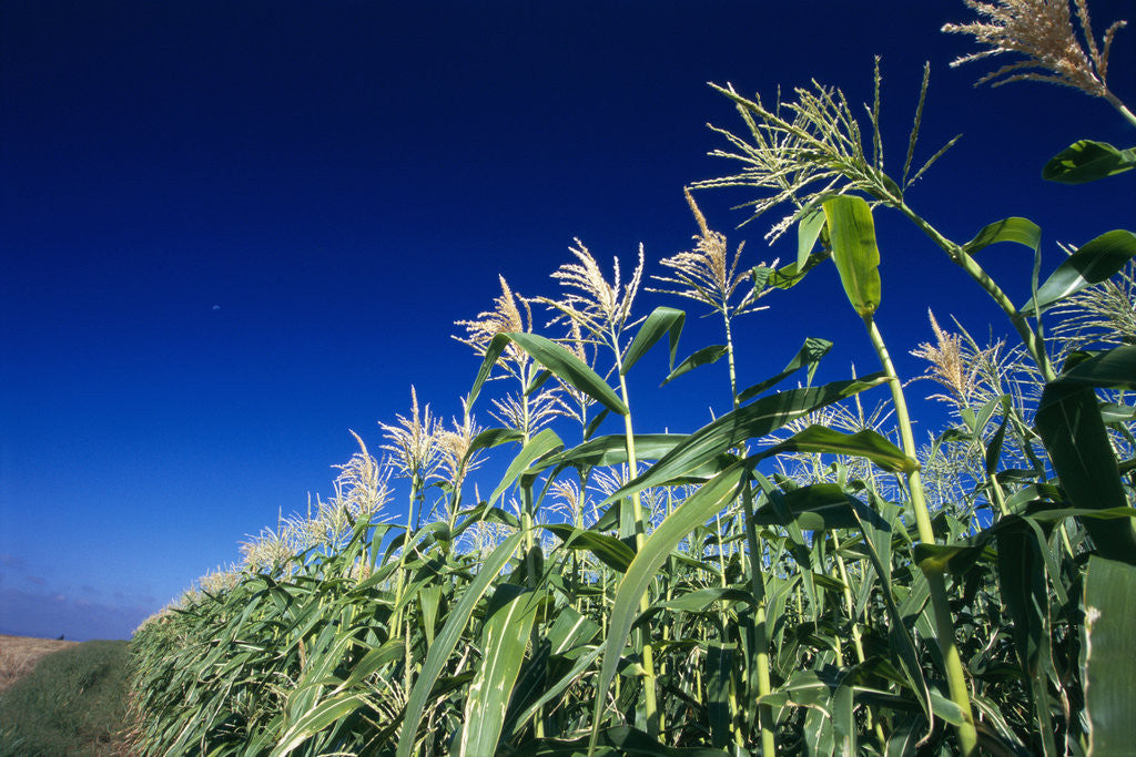 Detail of Row of Corn Growing in Field by Corbis