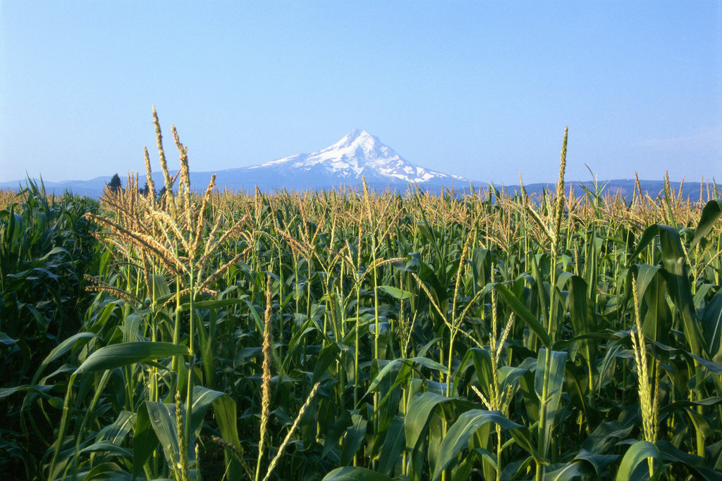 Detail of Corn Growing Near Mt. Hood by Anonymous