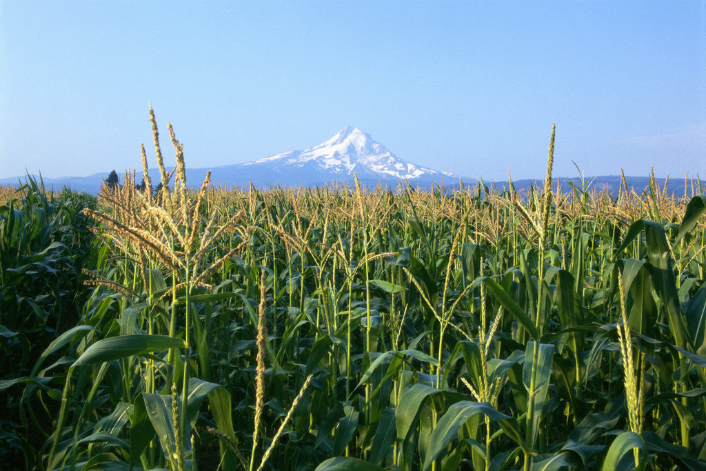 Detail of Corn Growing Near Mt. Hood by Corbis