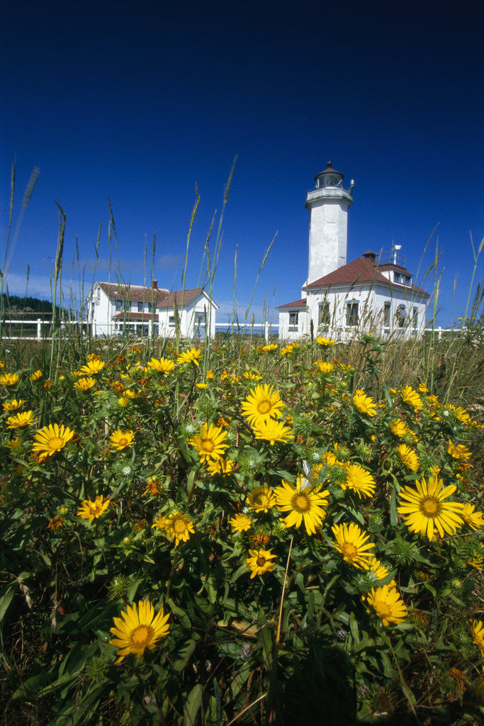 Detail of Wildflowers Blooming Near Lighthouse by Anonymous