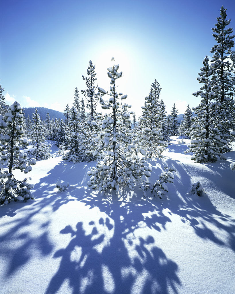 Detail of Sun Shining on Snow-Covered Trees by Corbis