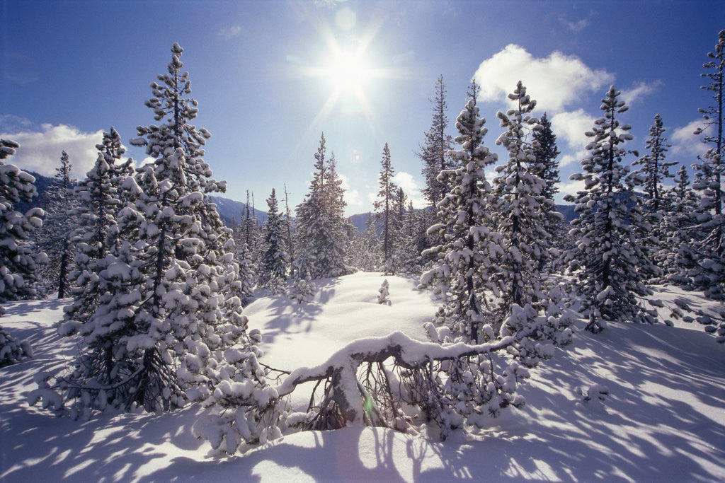 Detail of Sun Shining on Snow-Covered Trees by Anonymous