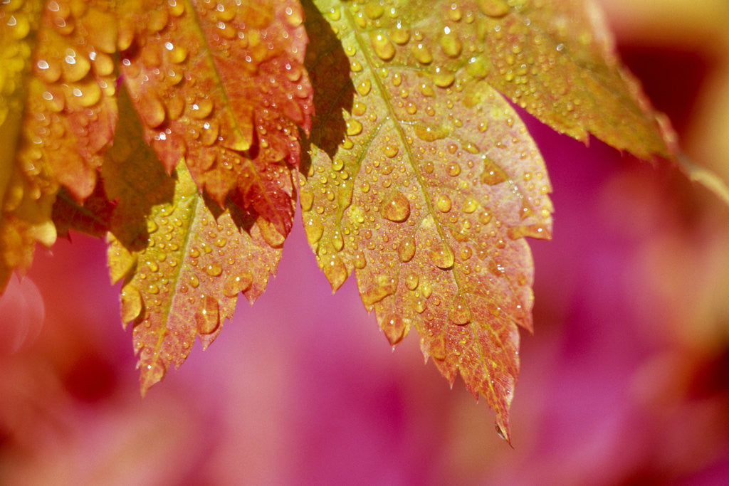 Detail of Dew Drops Covering Autumn Leaves by Corbis