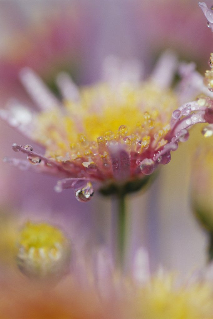 Detail of Dew Collecting on Flower Petals by Corbis