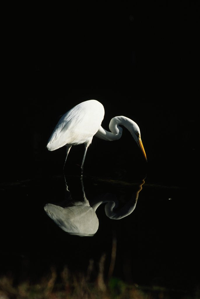 Detail of Great Egret by Anonymous