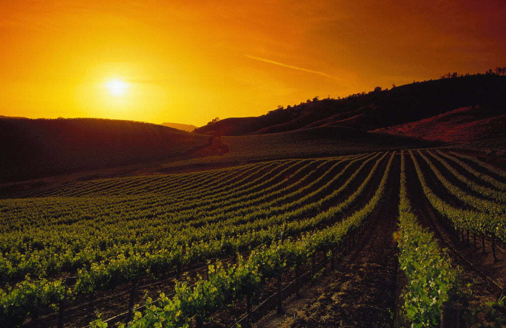 Detail of Vineyards at Sunset by Anonymous