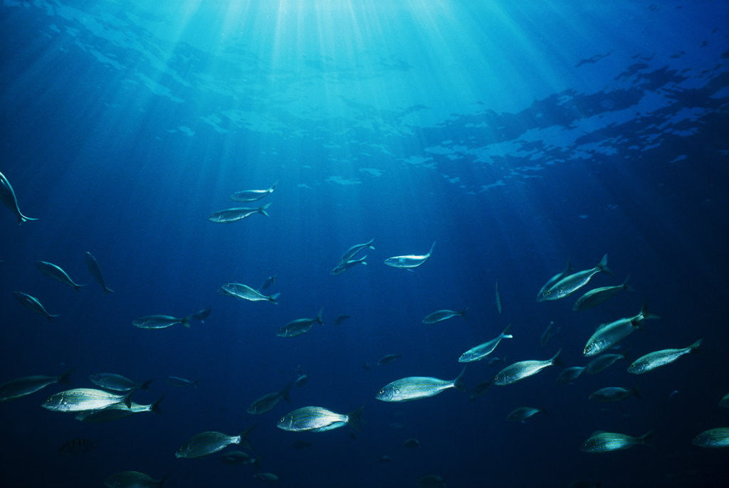 Detail of School of Fish by Anonymous