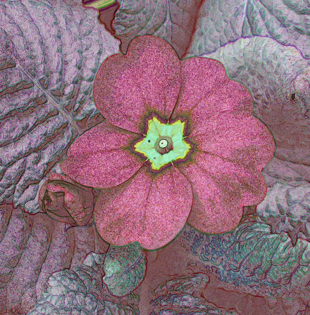 Detail of Dark Primrose by David Anslow