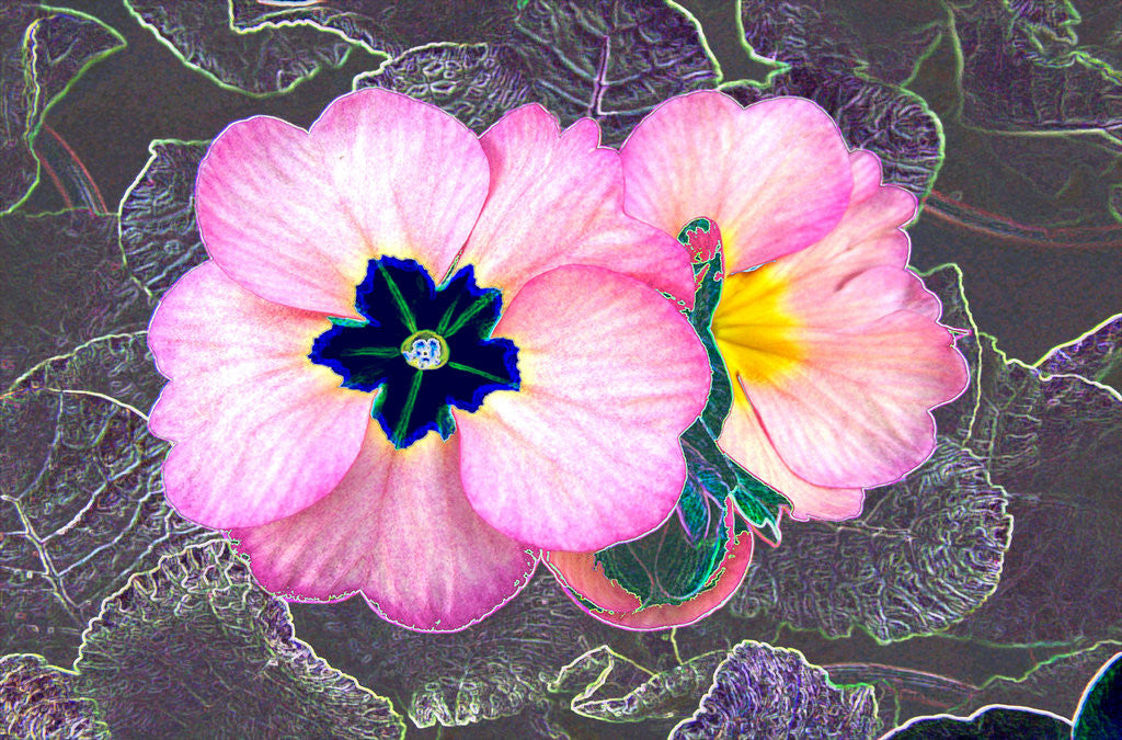 Detail of Pink Primrose by David Anslow