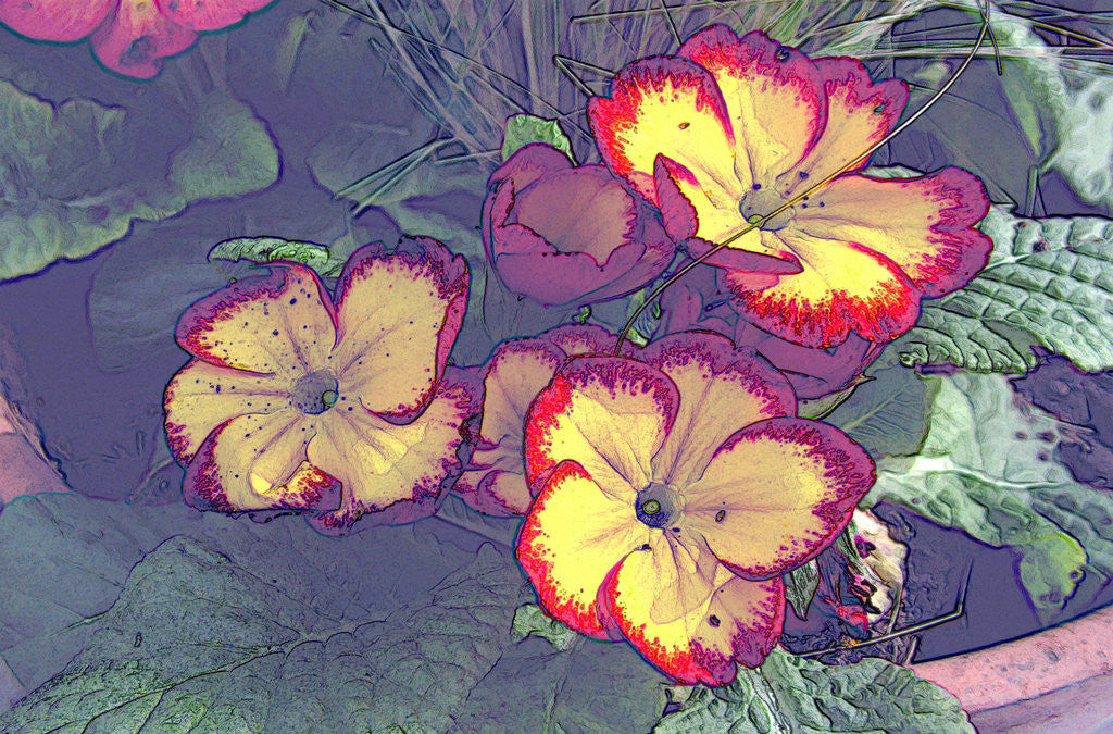 Detail of Three Primroses by David Anslow