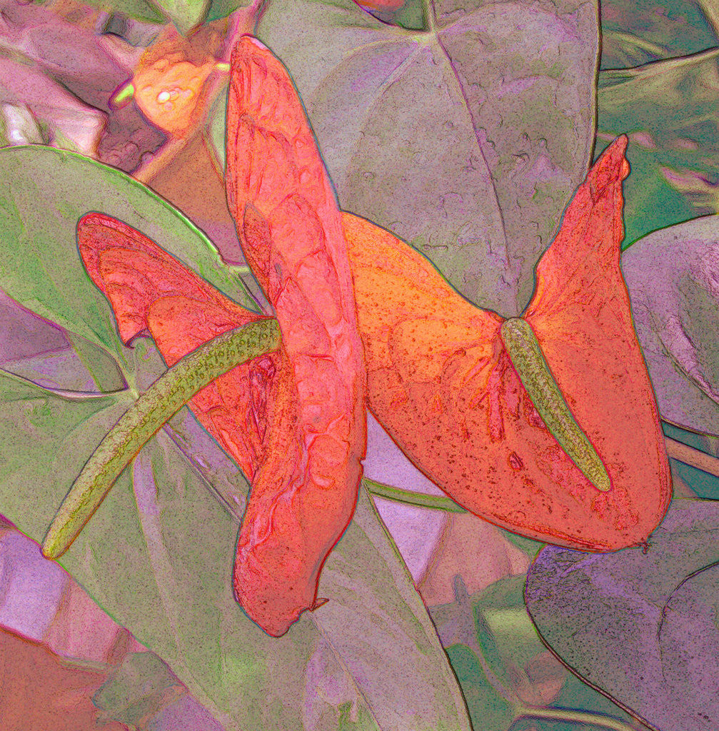 Detail of Wax Flower by David Anslow