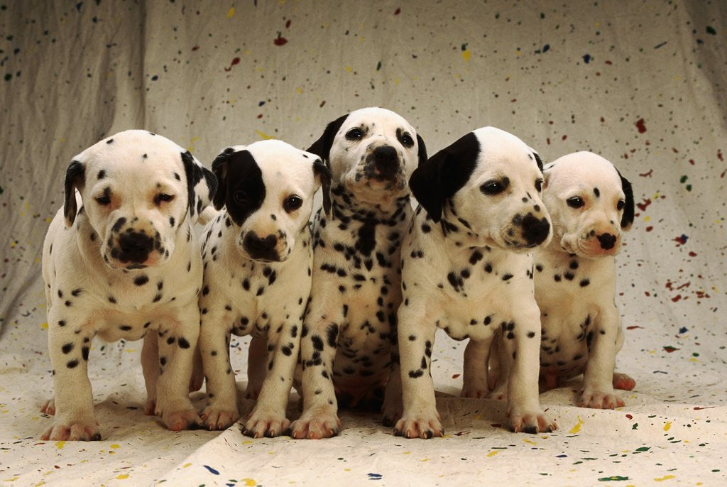 Cheap 2024 dalmatian puppies