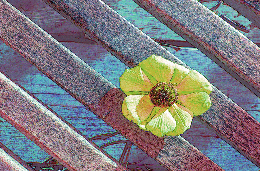 Detail of Yellow Anenome by David Anslow