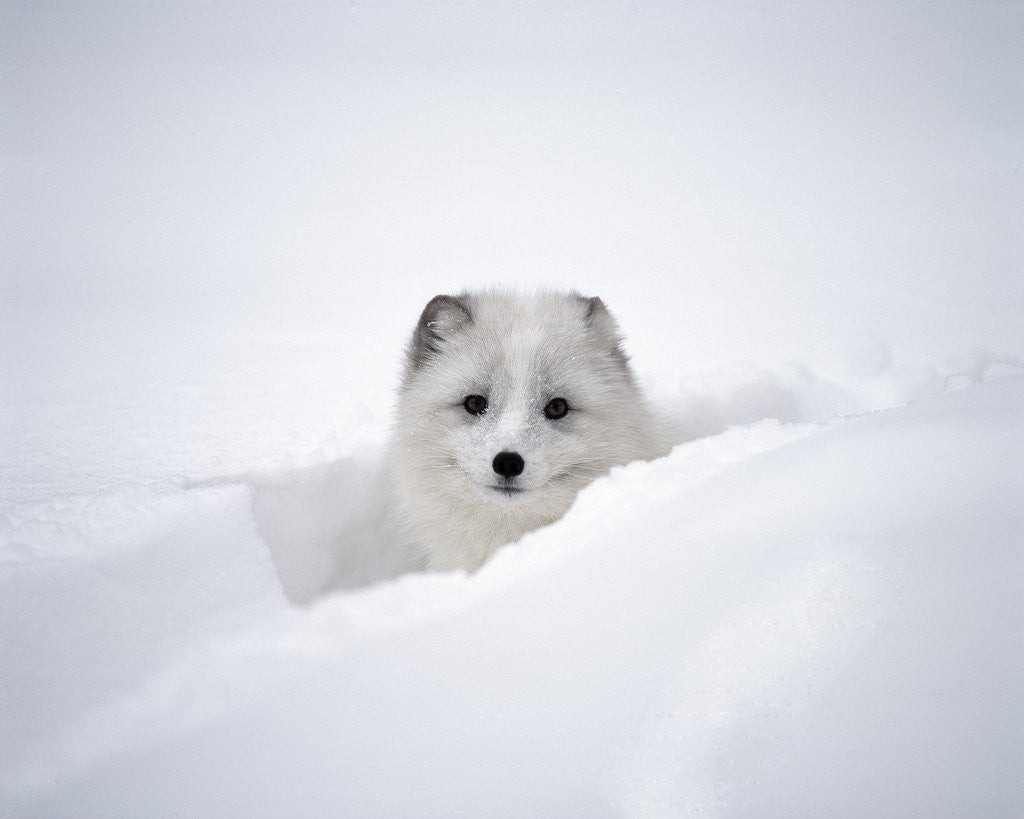 Detail of Arctic Fox Peeking Out of Snow by Corbis