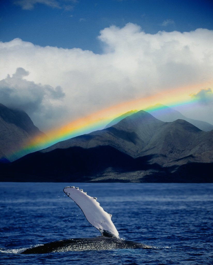 Detail of Rainbow over Breaching Humpback Whale by Corbis