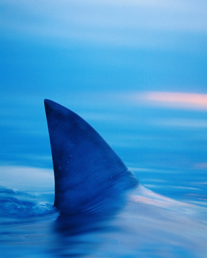 Detail of Shark's Dorsal Fin Cutting Surface of Water by Corbis