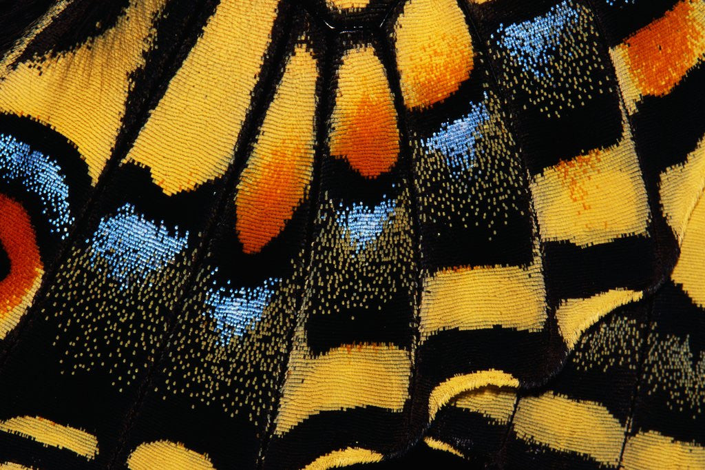 Detail of Close-Up of Anise Swallowtail's Wing by Anonymous