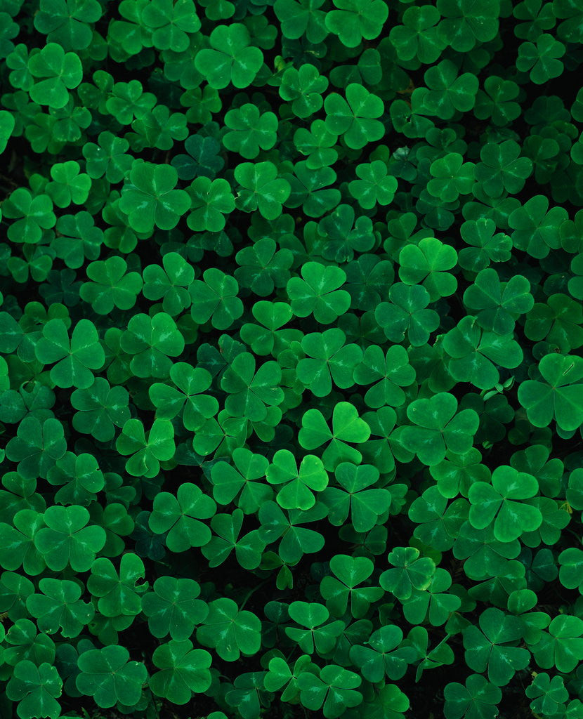 Detail of Clovers by Anonymous