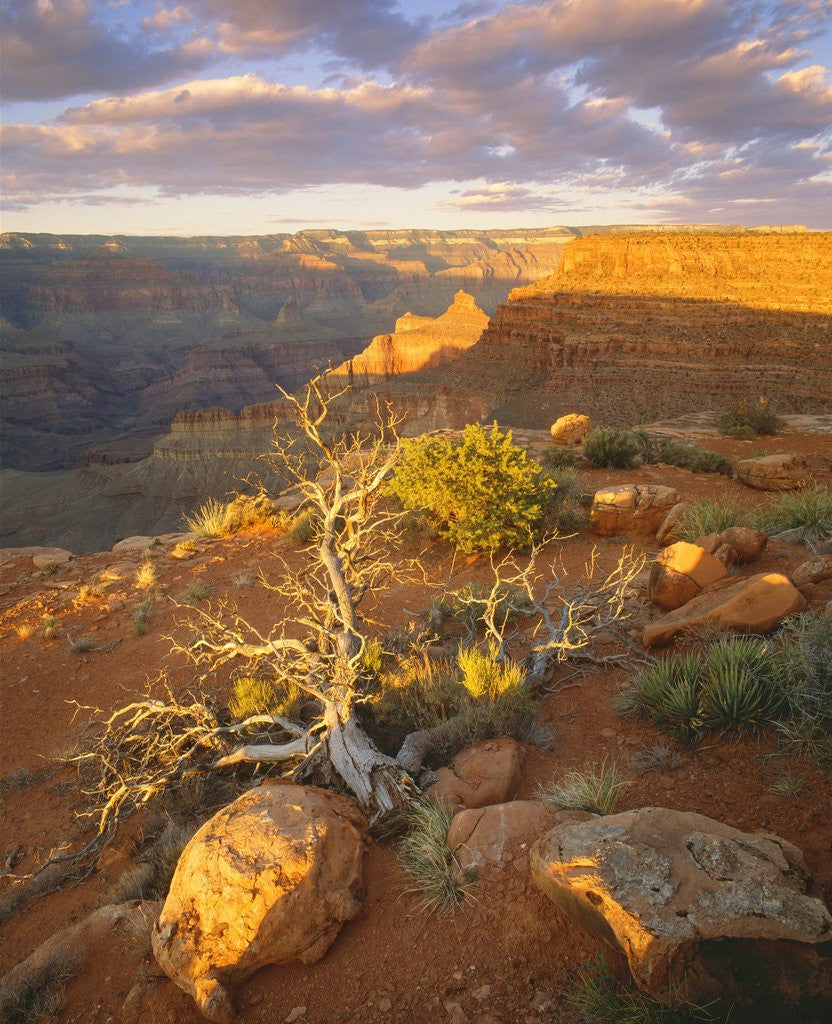 Detail of Rocks and Shrubs at the Grand Canyon by Anonymous