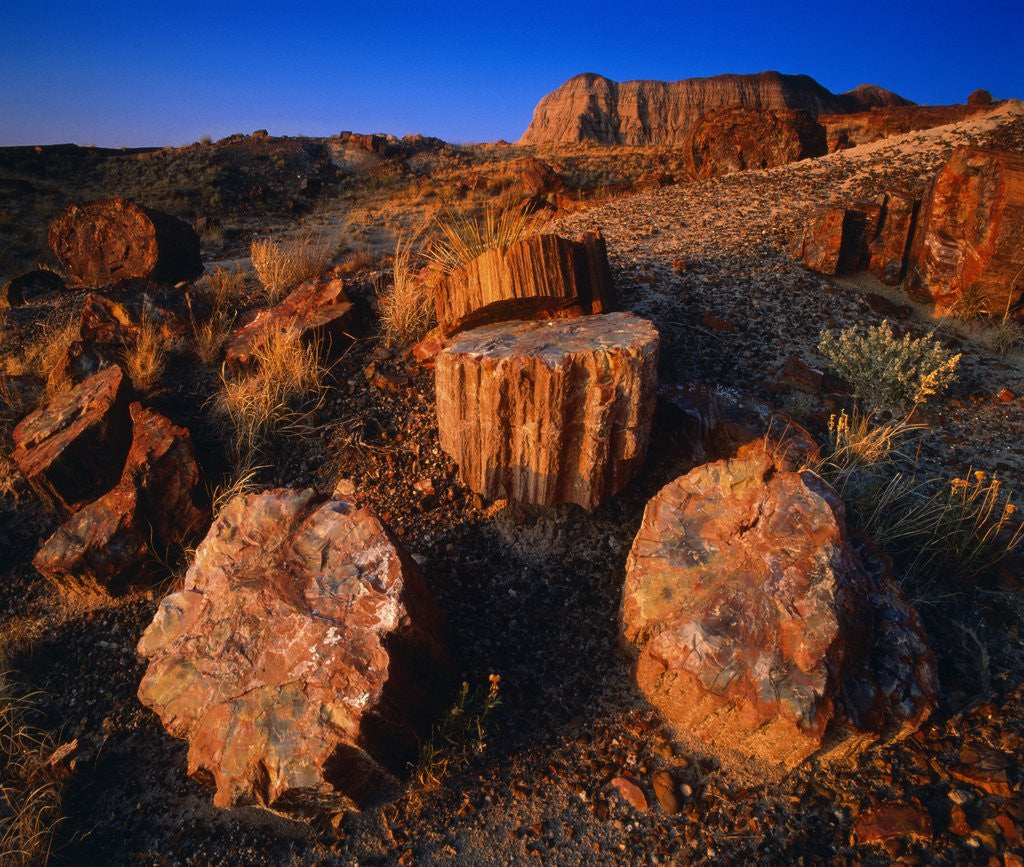 Detail of Petrified Forest by Anonymous