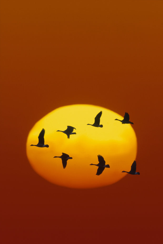 Detail of Canada Geese Flying in Formation by Anonymous