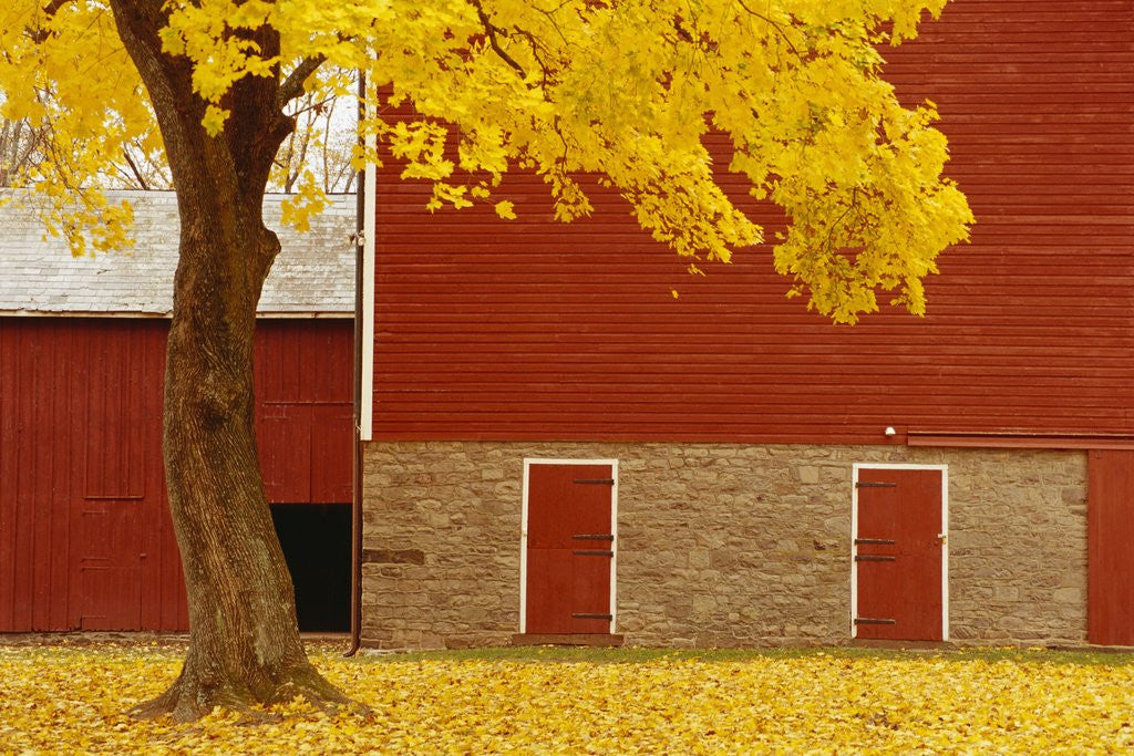Detail of Autumn Tree by Red Barn by Anonymous