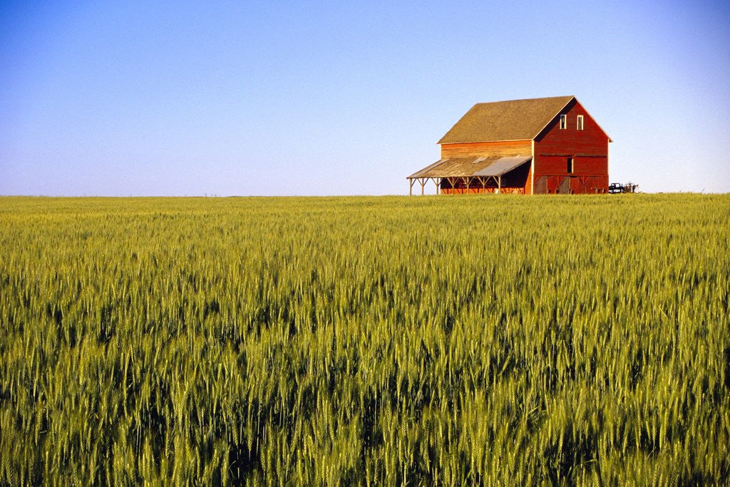 Detail of Wheat Crop Growing in Field Before Barn by Anonymous