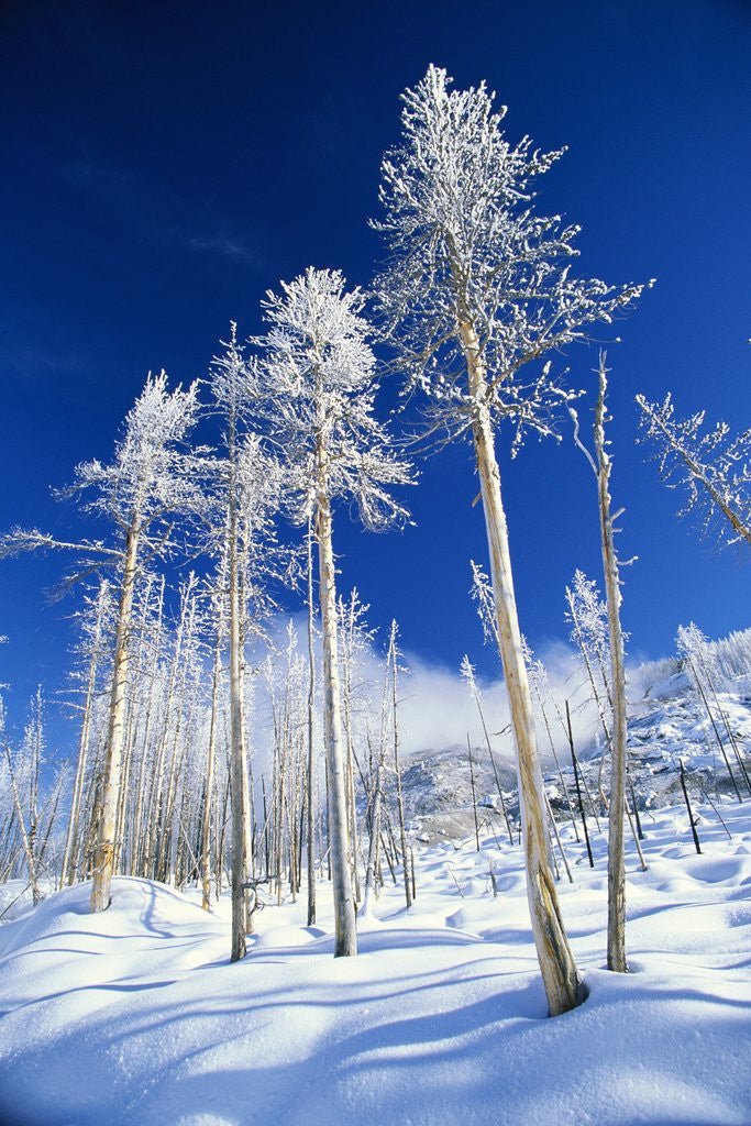 Detail of Trees in Snow by Corbis