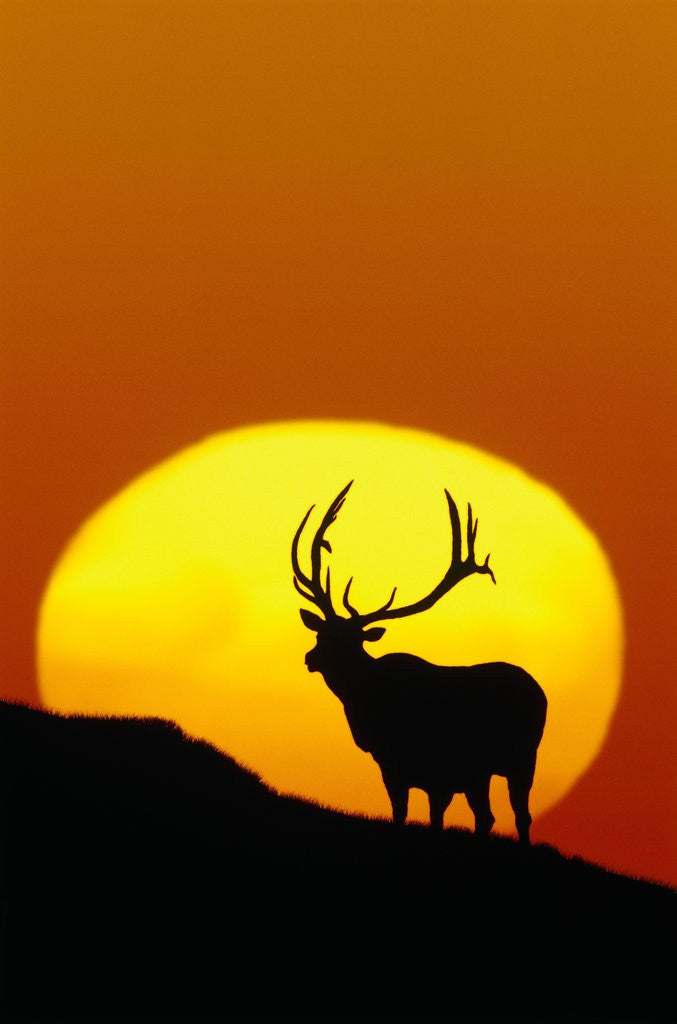 Detail of Bull Elk Outlined by Sun by Anonymous