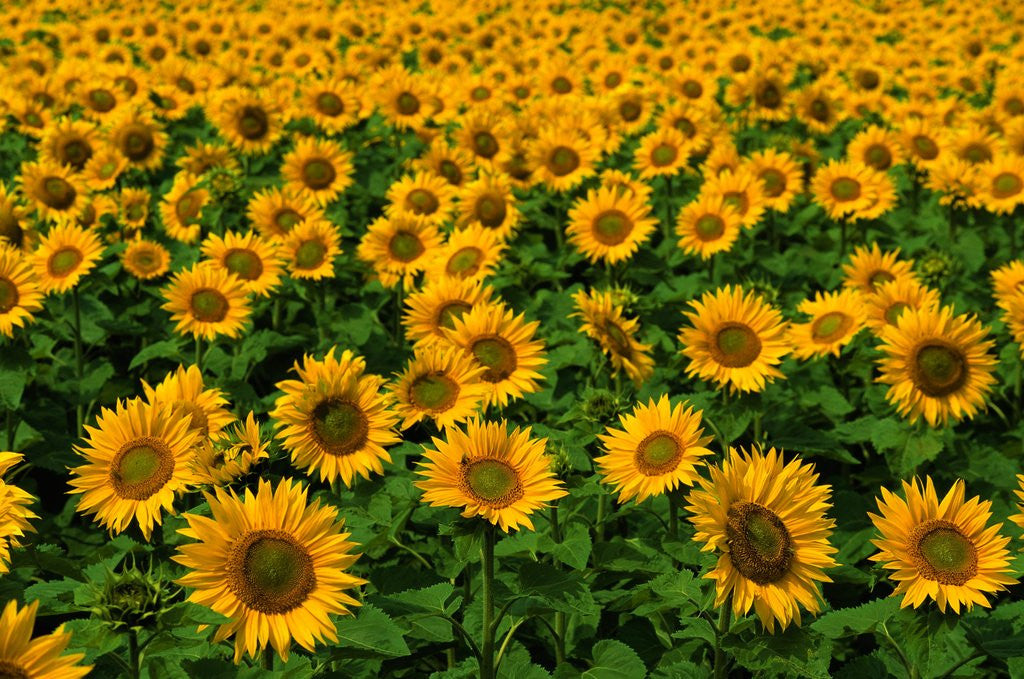Detail of Field of Sunflowers by Anonymous