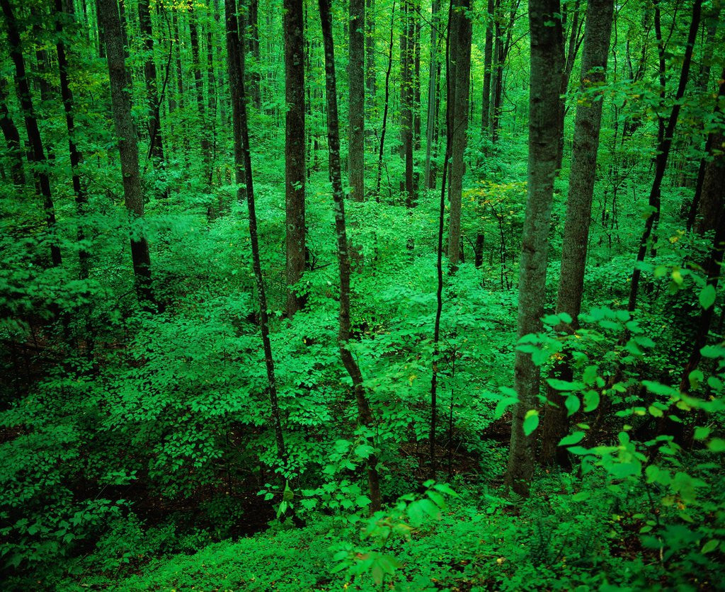 Detail of Forest in Great Smoky Mountains by Anonymous