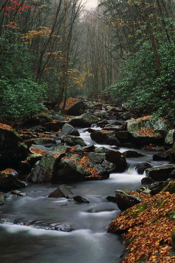 Stream Running Through Forest by Corbis