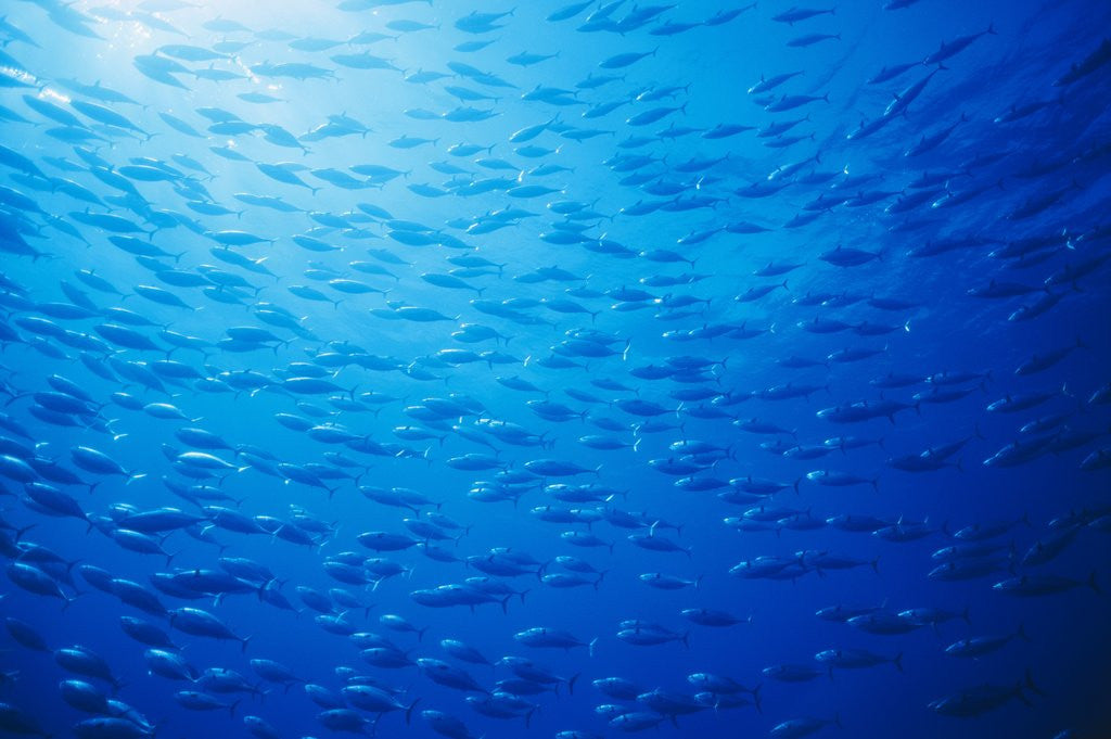 Detail of School of Skipjack Tunas by Anonymous