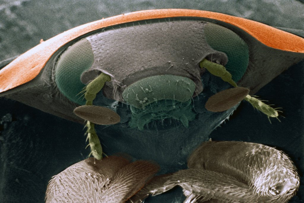 Detail of Microscopic View of Ladybug by Anonymous