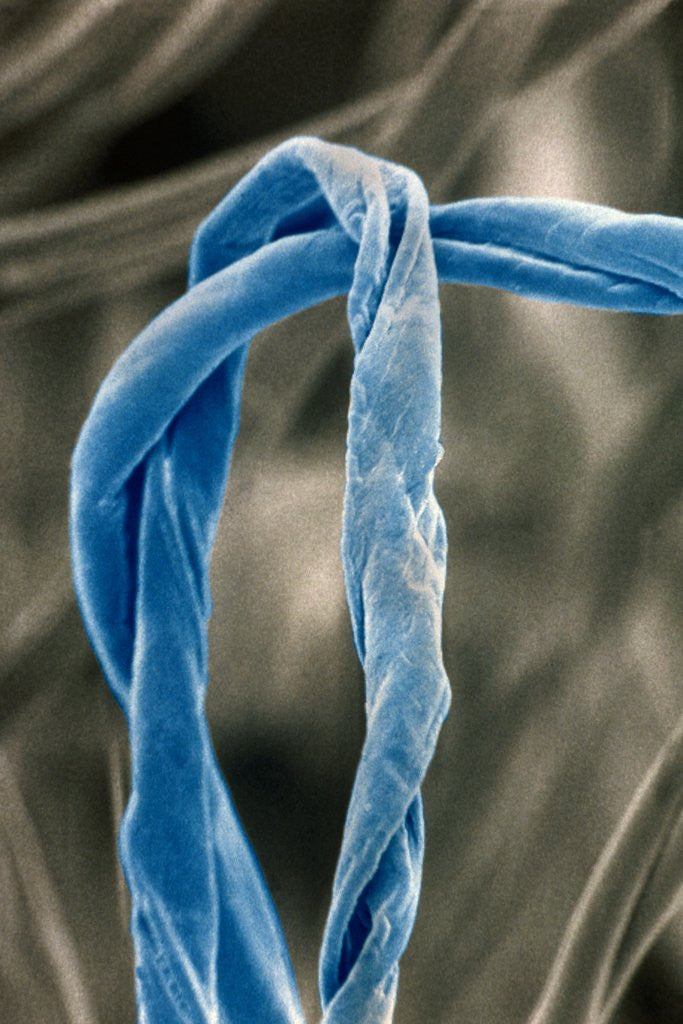Detail of Cotton Fibers by Anonymous