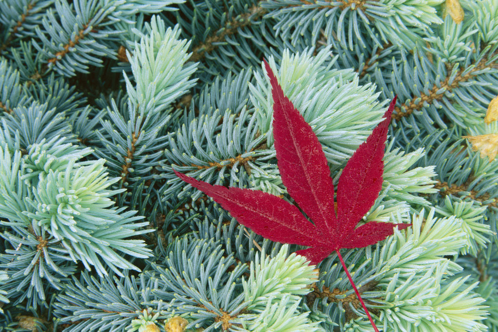 Detail of Japanese Maple Leaf on Evergreen by Anonymous
