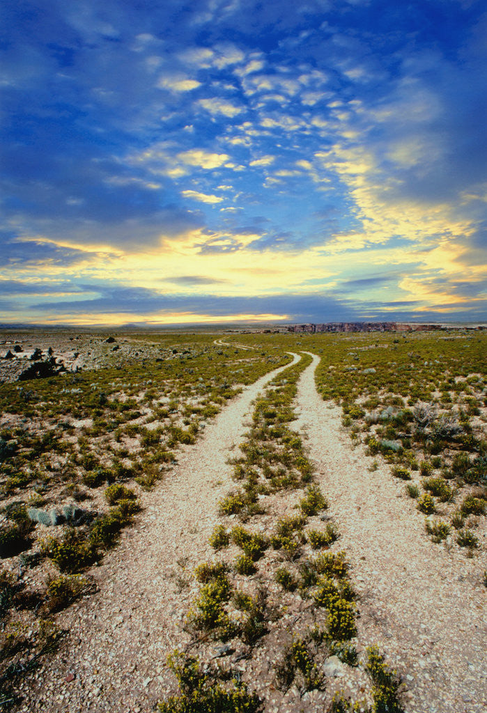Detail of Dirt Road in Grand Canyon National Park by Anonymous