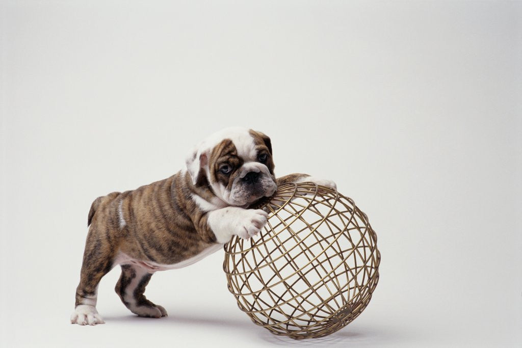 Detail of Bulldog Puppy Playing with Metal Sphere by Anonymous