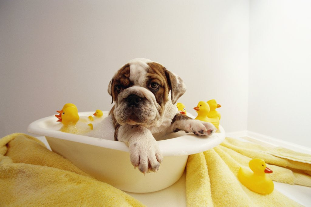 Detail of Bulldog Puppy in Miniature Bathtub by Corbis