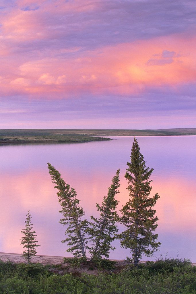 Detail of Calm Lake Reflecting Pink Clouds by Anonymous