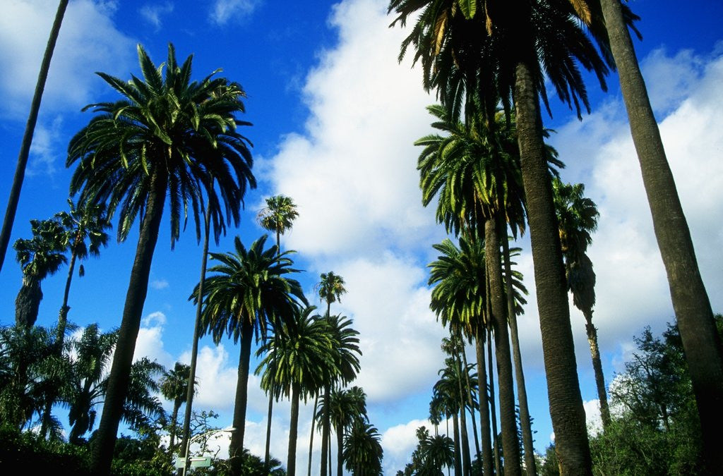 Detail of Palm Trees Lining Street by Anonymous