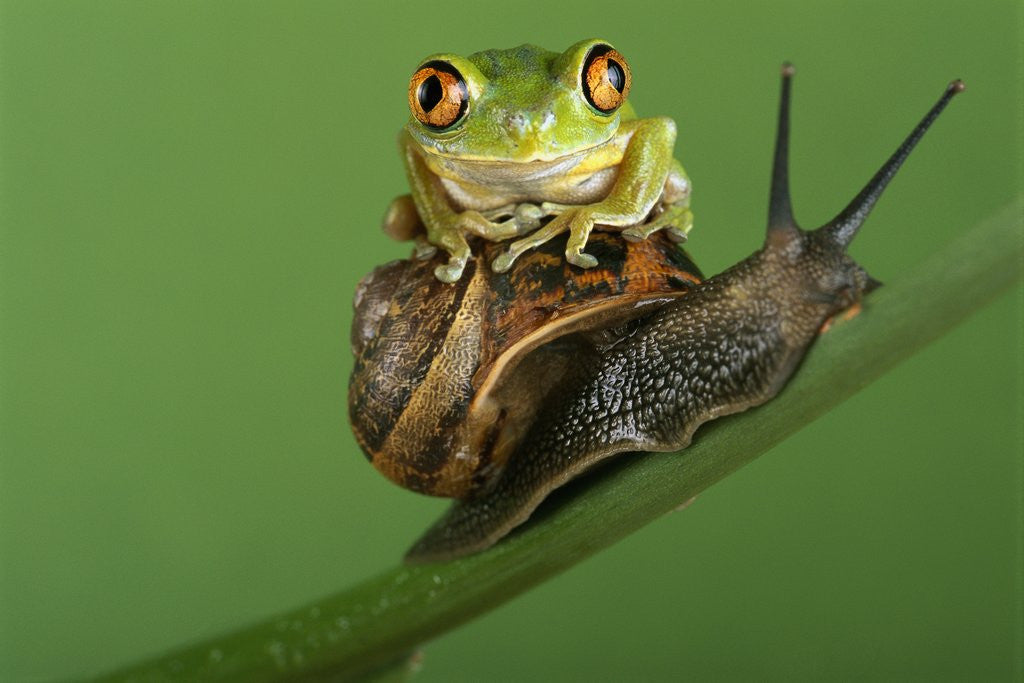 Detail of Tree Frog Resting on Snail's Shell by Anonymous