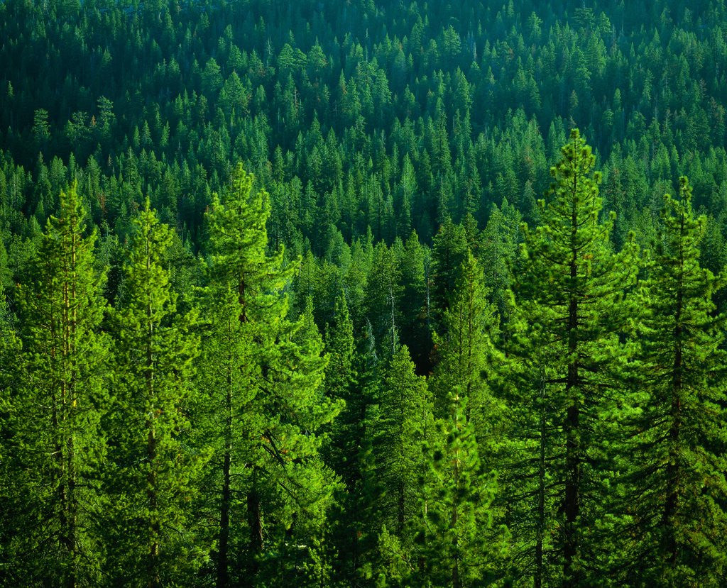 Detail of Pine Forest in Yosemite National Park by Anonymous
