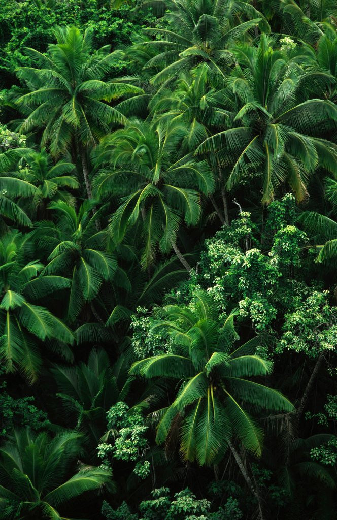 Detail of Lush Plants in Hawaiian Rainforest by Anonymous