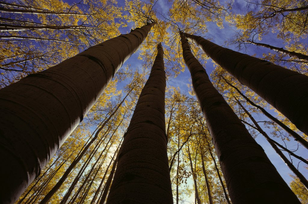 Detail of Towering Aspens by Anonymous