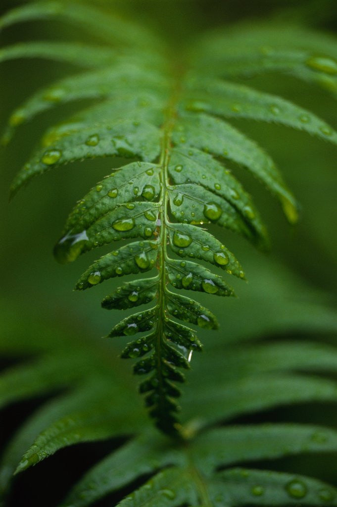 Detail of Fern Leaf by Anonymous