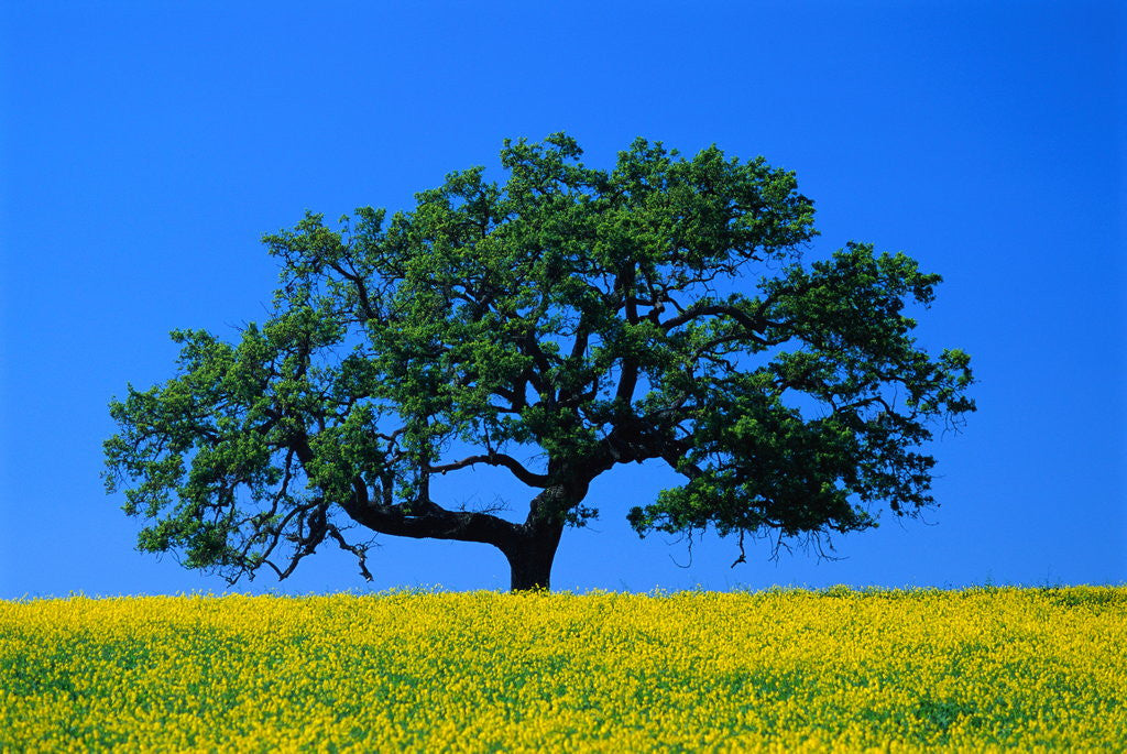 Detail of Oak in Blooming Meadow by Anonymous